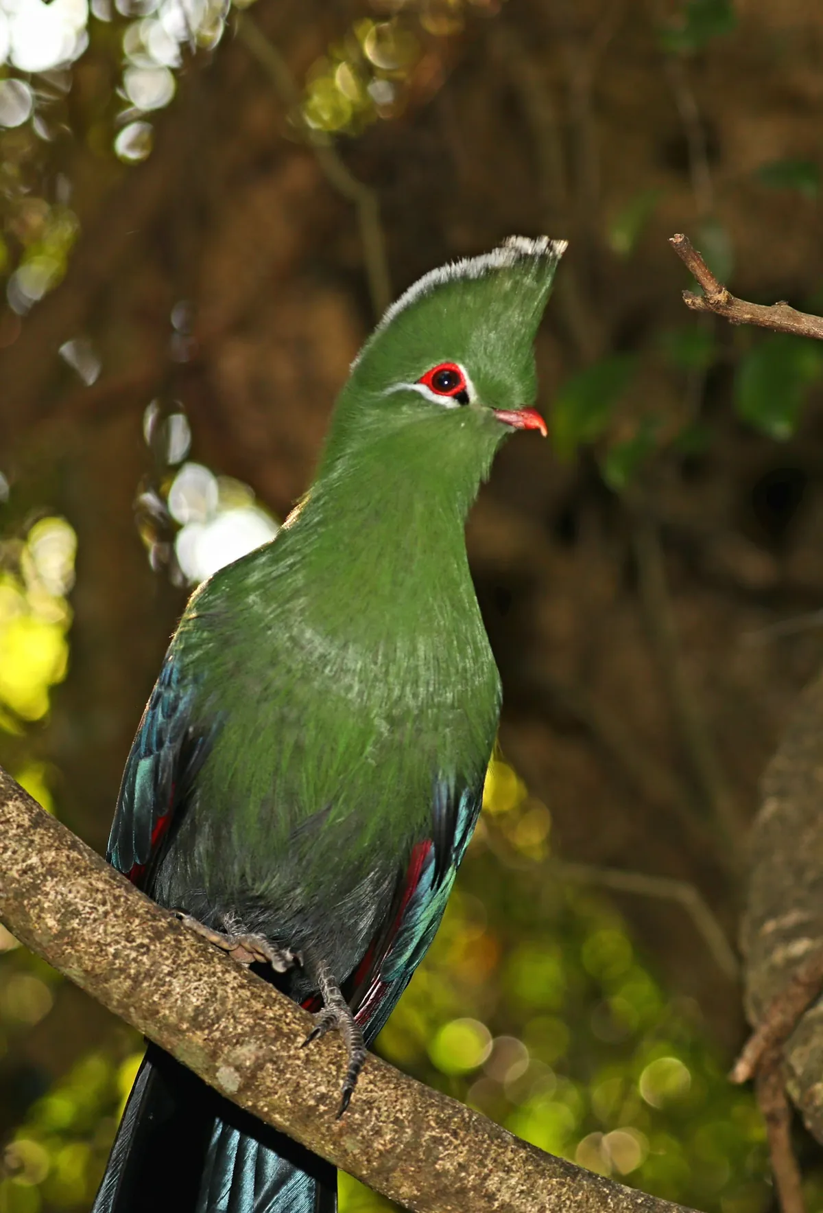 A green Knysna turaco perched on a branch inside the Birds of Eden free-flight aviary, The Crags