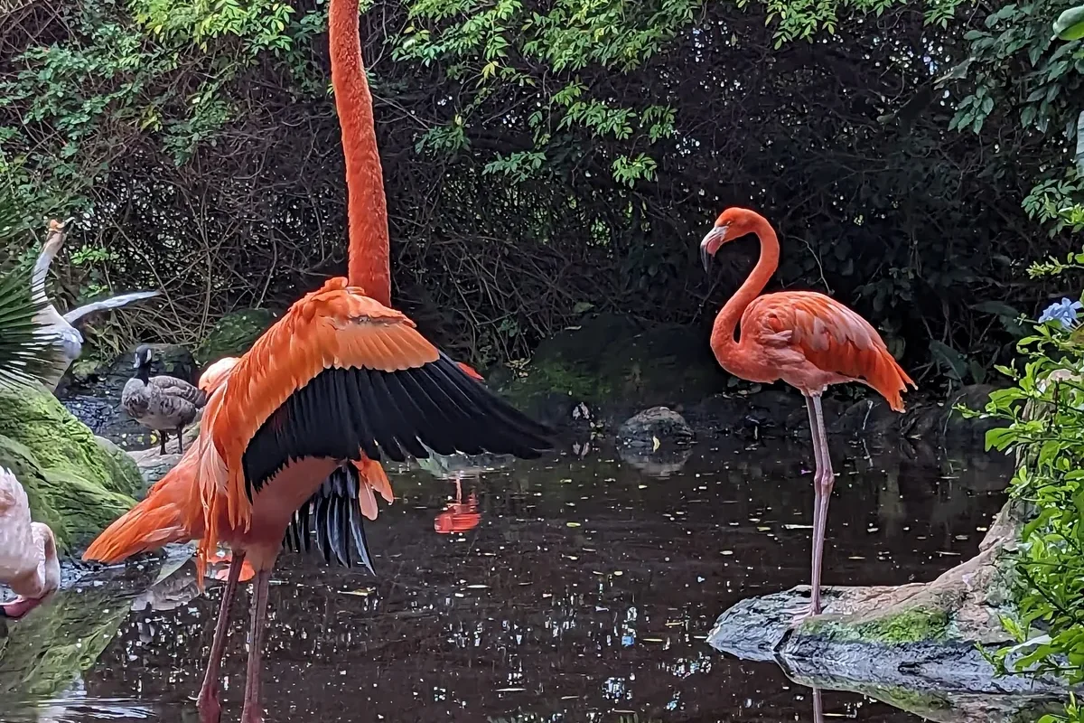 Two flamingos wading in a pond surrounded by lush greenery inside the Birds of Eden aviary, The Crags