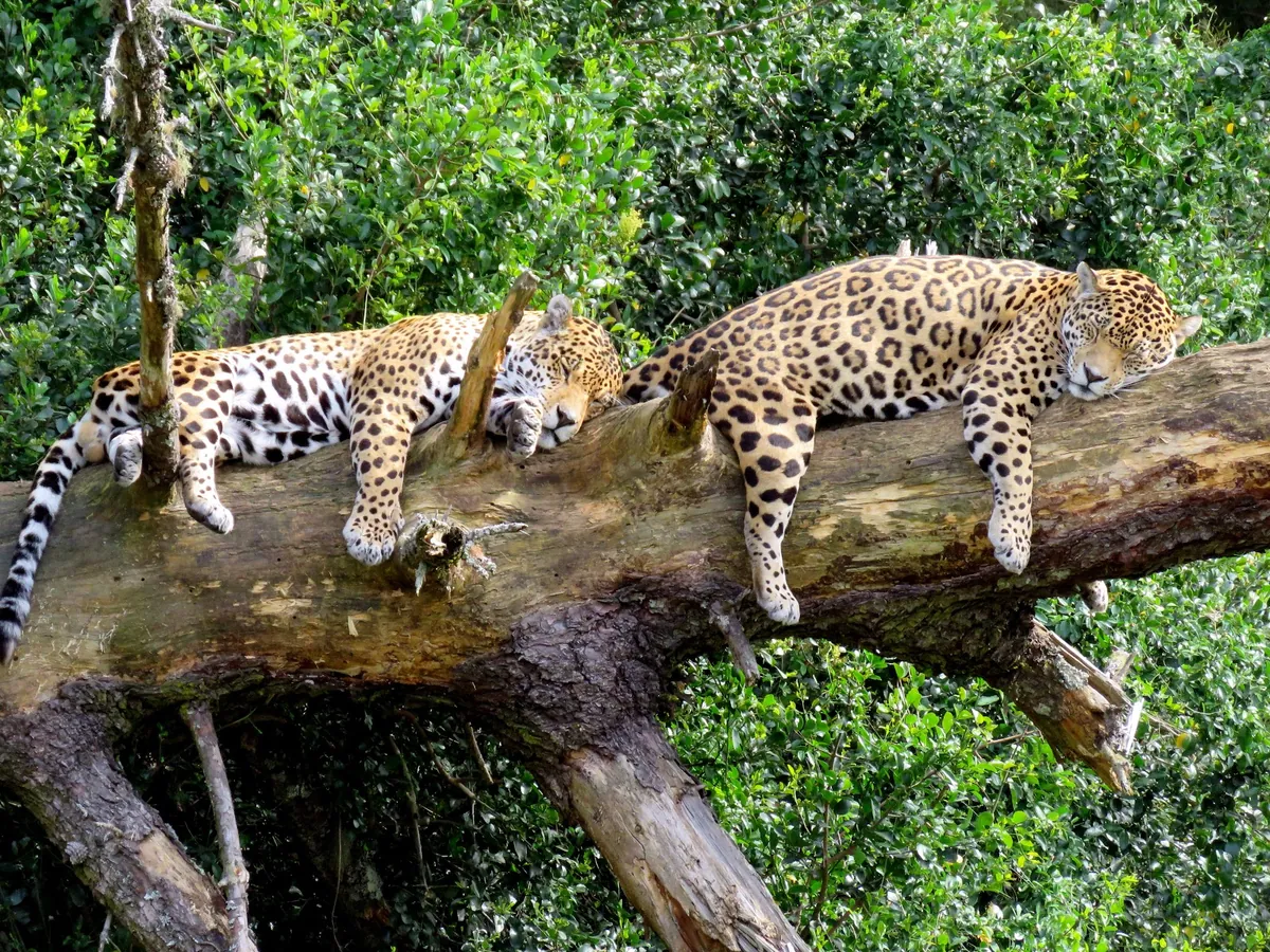 Two big cats resting on a fallen log in a leafy enclosure at Jukani Wildlife Sanctuary, The Crags