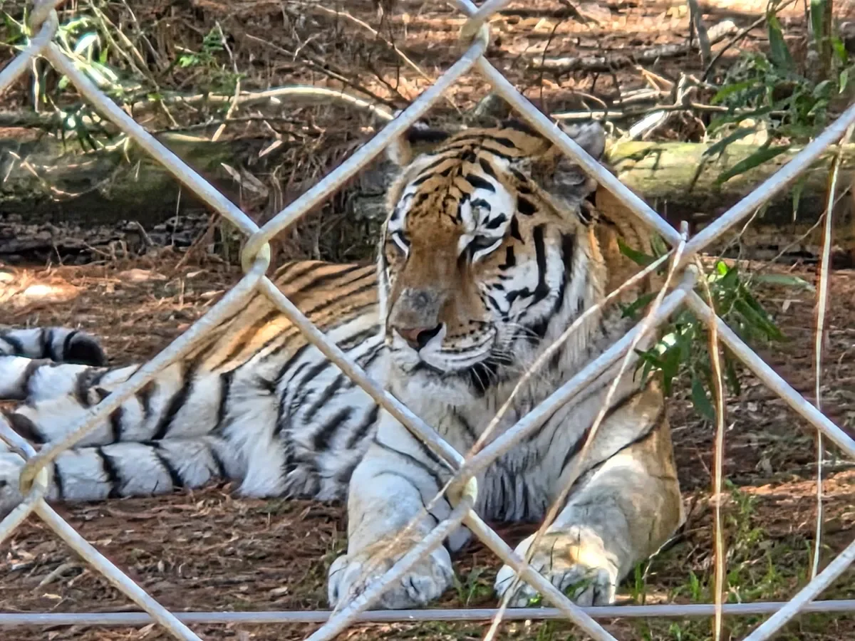 A Bengal tiger resting behind a mesh fence in its enclosure at Jukani Wildlife Sanctuary, The Crags