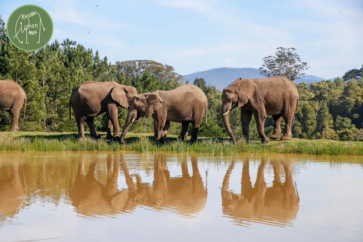 Knysna Elephant Park — free-roaming elephants in open grassland off the N2 between Plett and Knysna