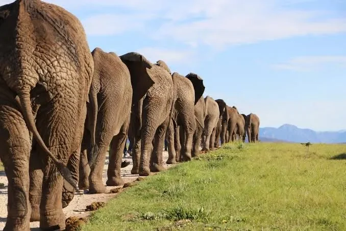 A line of elephants walking away along a grassy ridge at Knysna Elephant Park, mountains in the distance