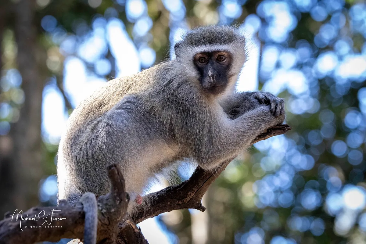A vervet monkey perched on a branch in the forest at Monkeyland, The Crags, Plettenberg Bay