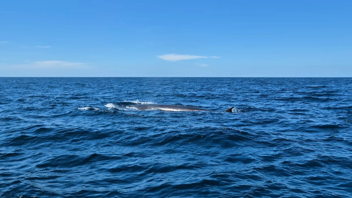 Ocean Safaris whale-watching boat in Plettenberg Bay