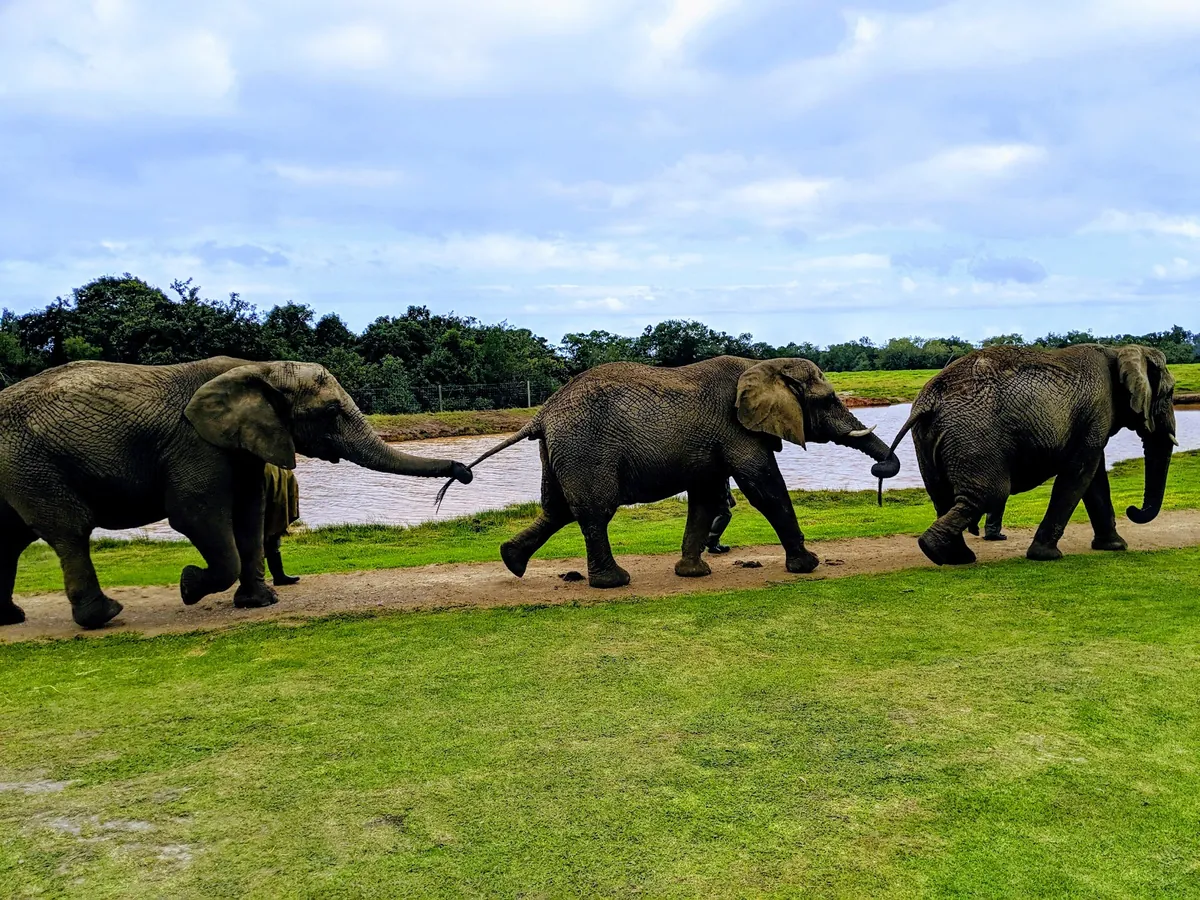 Three elephants walking trunk-to-tail along a path beside a dam at the Elephant Sanctuary, The Crags, Plettenberg Bay