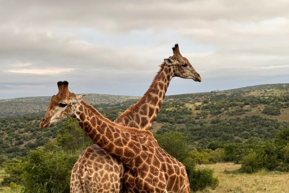 Two giraffes with necks crossed on grassland at Plettenberg Bay Game Reserve, forested hills behind