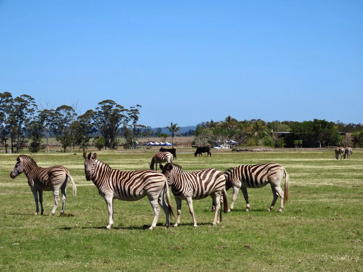 Zebra grazing on open grassland at Plettenberg Bay Game Reserve, a game-drive vehicle in the distance