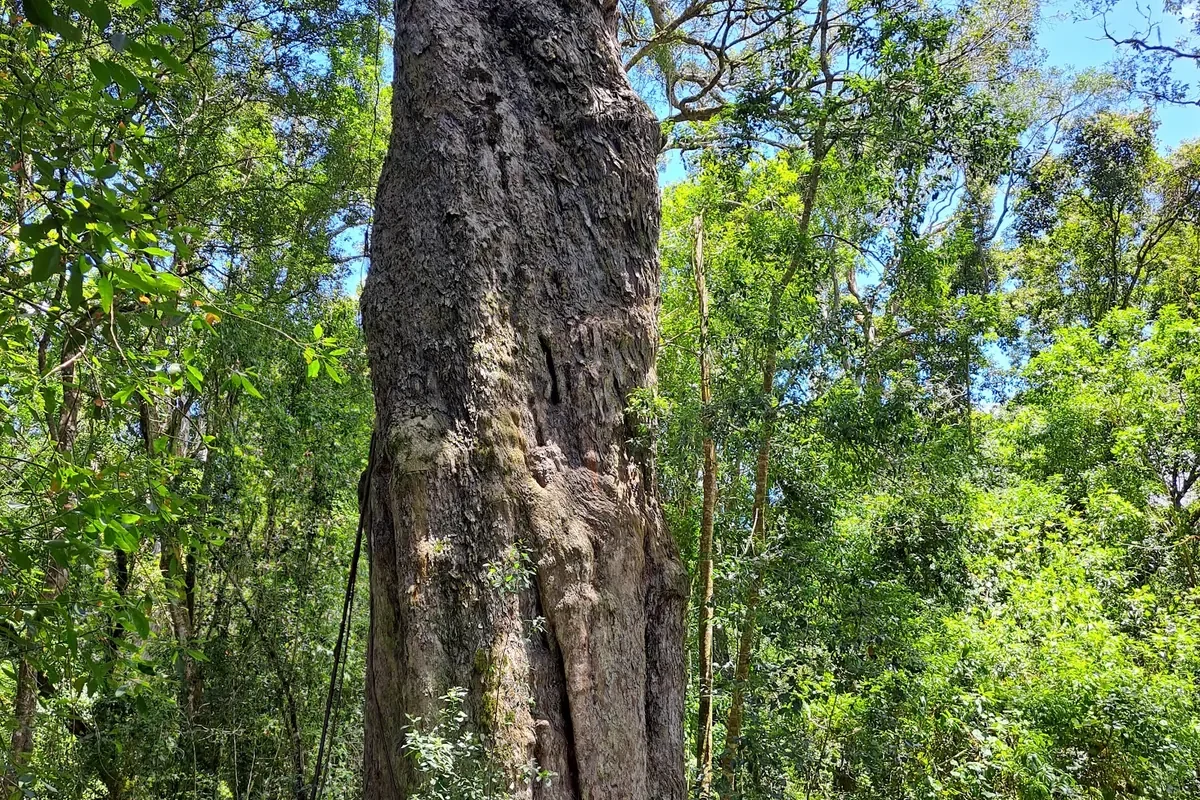 The Woodville Big Tree — a giant ancient Outeniqua yellowwood with a wooden viewing deck at its base