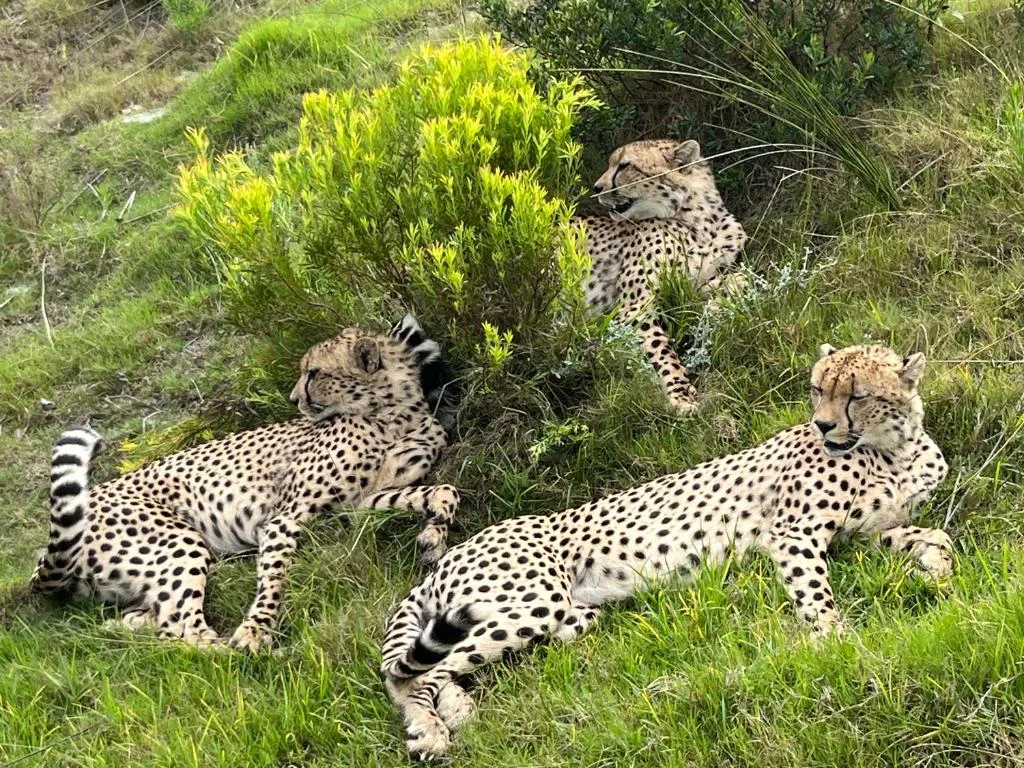 Three cheetahs resting in natural garden vegetation and grassland