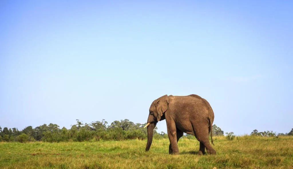 African elephant grazing in vast savanna landscape with clear blue sky