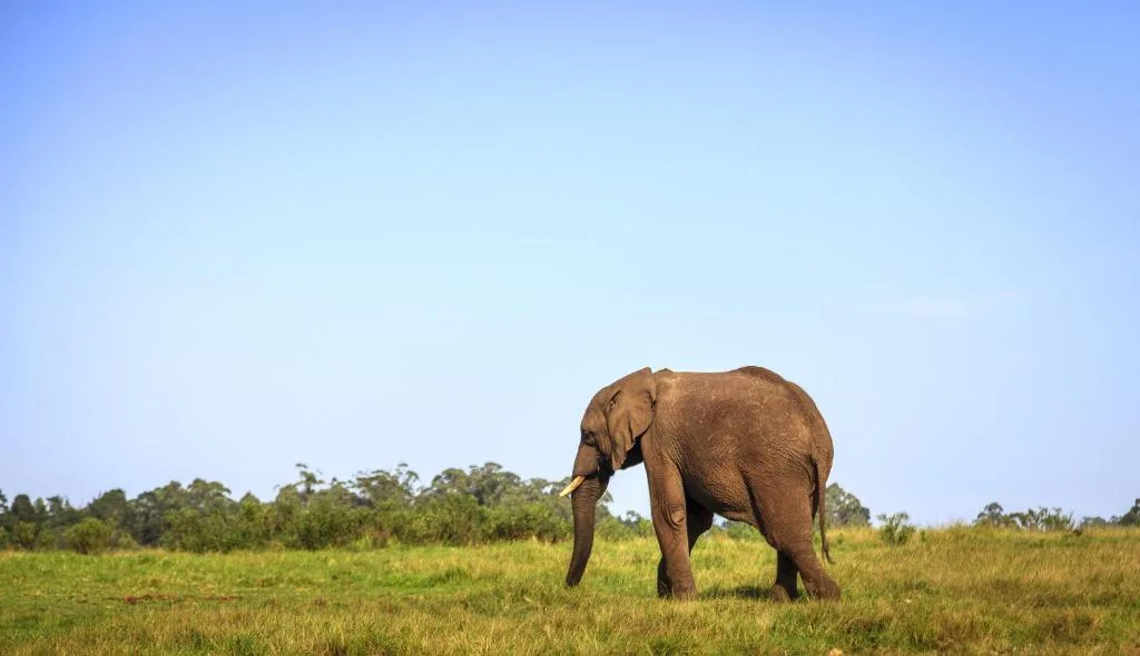 African elephant walking through savanna grassland under clear blue sky