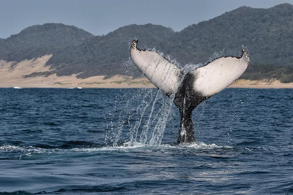 Whale tail breaching in ocean with forested mountains and sandy beach