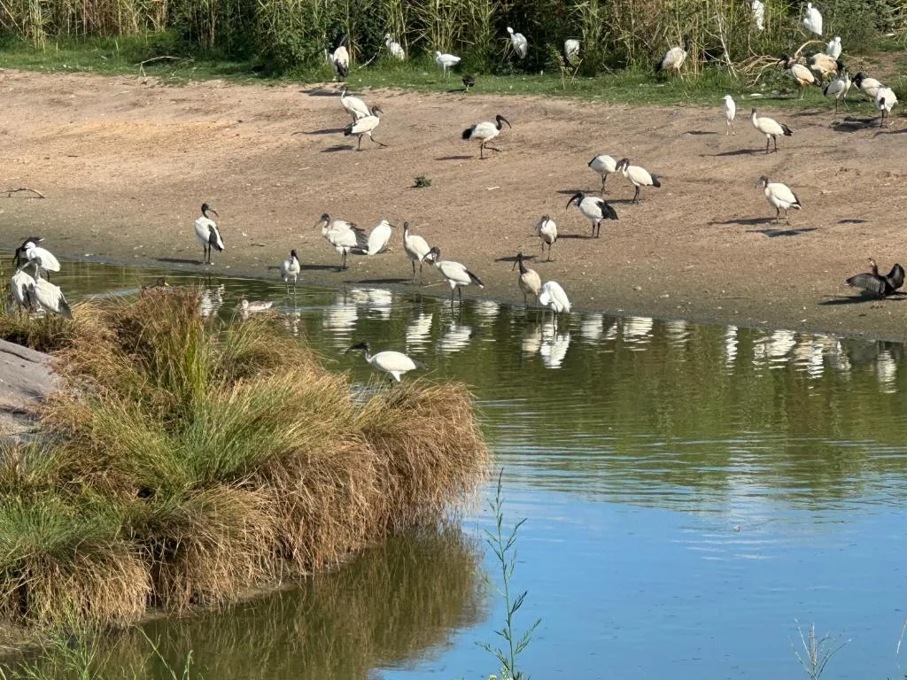 Scenic lagoon with wading birds and natural wetland vegetation
