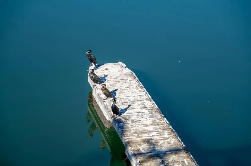 Turquoise lagoon water with cormorants perched on weathered wooden jetty