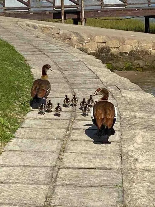Ducks and ducklings on waterfront paved walkway beside lagoon