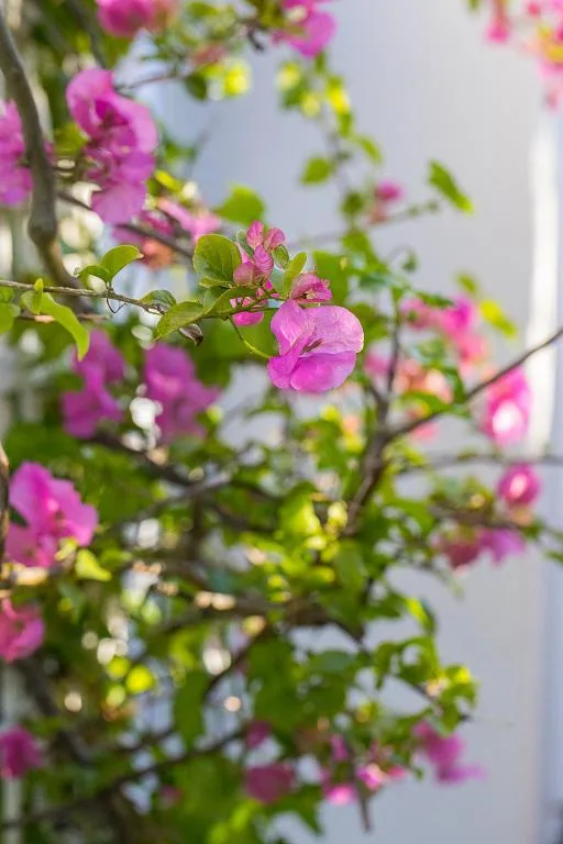 Vibrant magenta bougainvillea flowers blooming on green vines