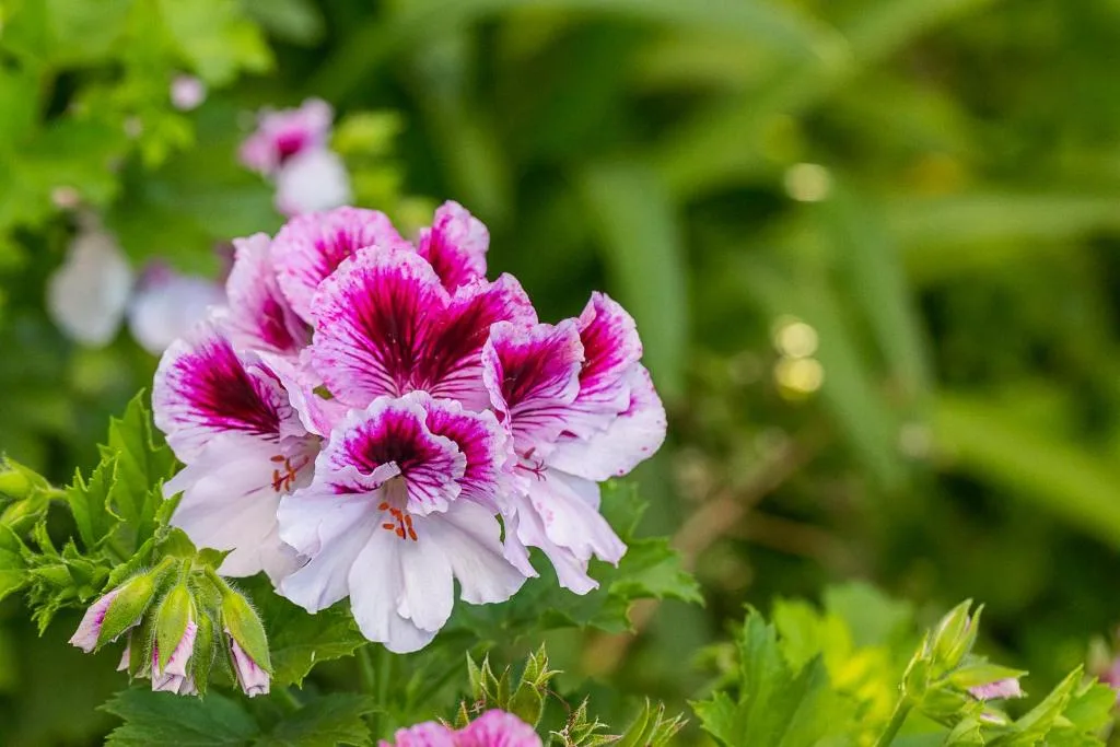 Magenta and white striped flowers bloom in lush garden setting