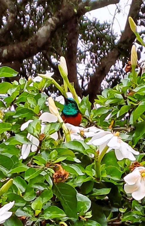 Colorful sunbird perched among white flowering shrubs in lush garden