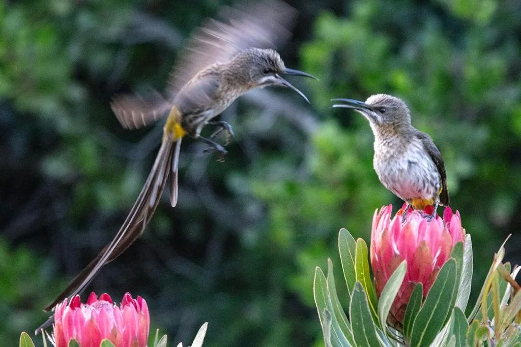 Two hummingbirds visiting bright pink protea flowers in garden