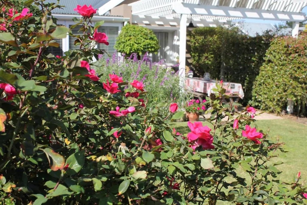 Vibrant magenta roses and purple flowers bloom in lush garden near house