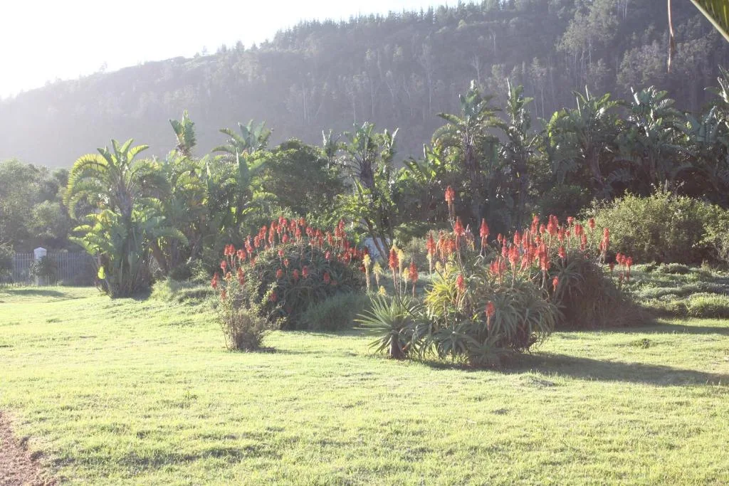 Lush garden with red flowering plants and palm trees against forested hillside