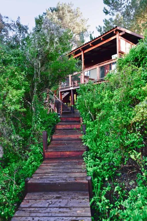 Wooden boardwalk approach to elevated cabin surrounded by lush green vegetation