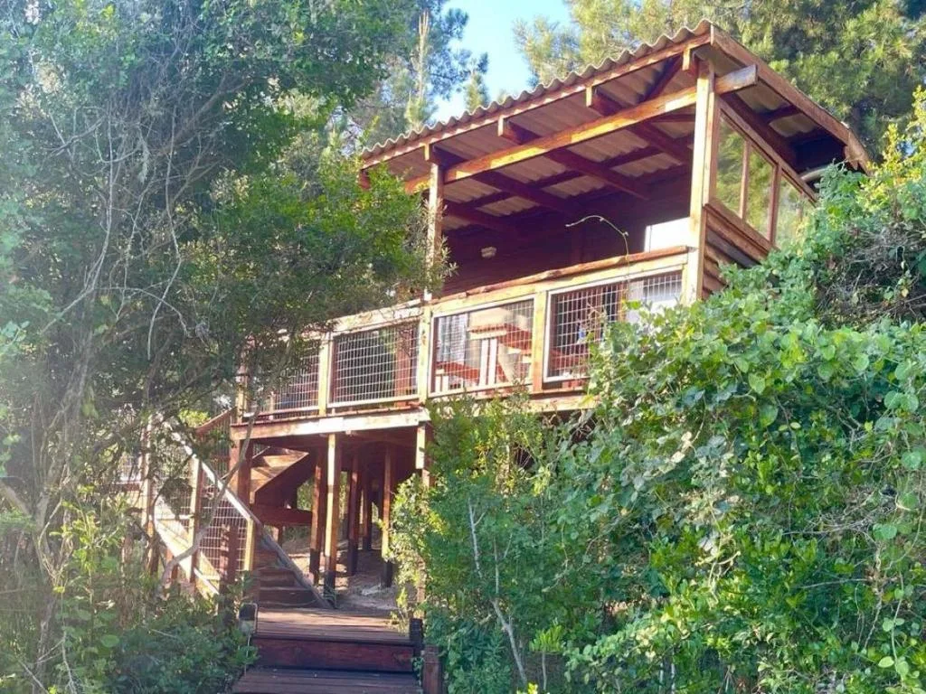 Wooden deck and covered outdoor structure nestled among lush green trees