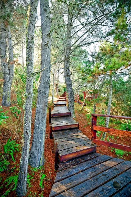 Wooden boardwalk pathway through tall pine trees with red railings