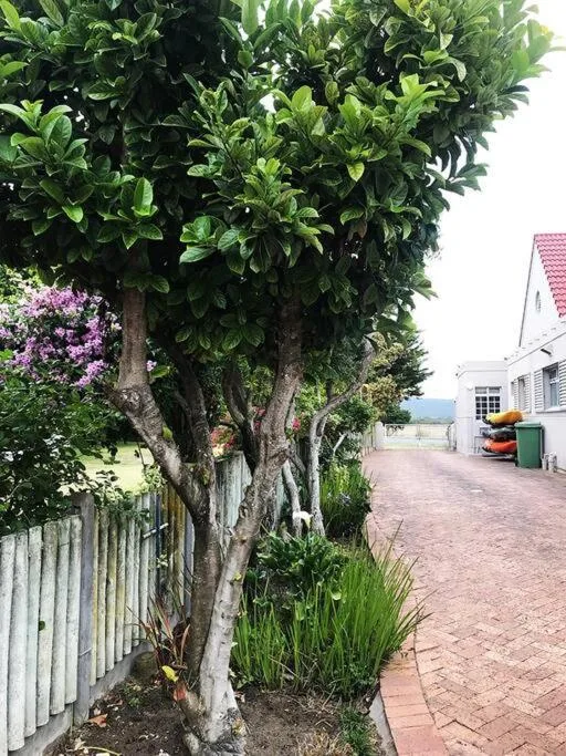 Mature tree and flowering shrubs line brick driveway approach to property