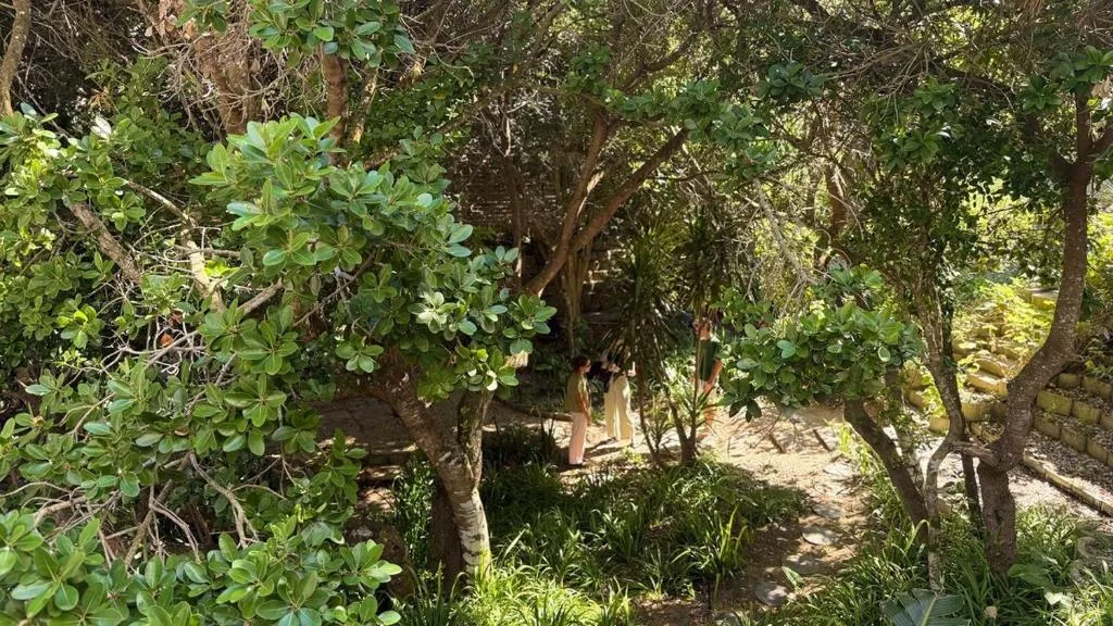 Shaded garden pathway lined with mature trees and lush vegetation