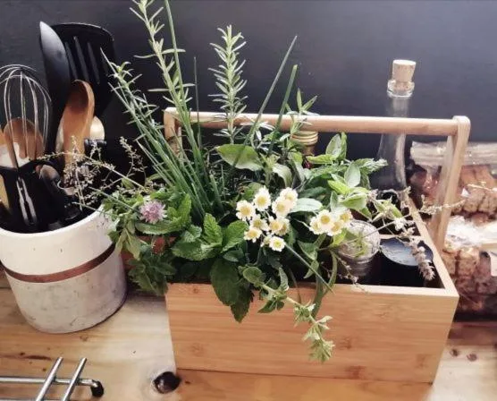 Kitchen counter display with potted herbs, flowers, and cooking utensils