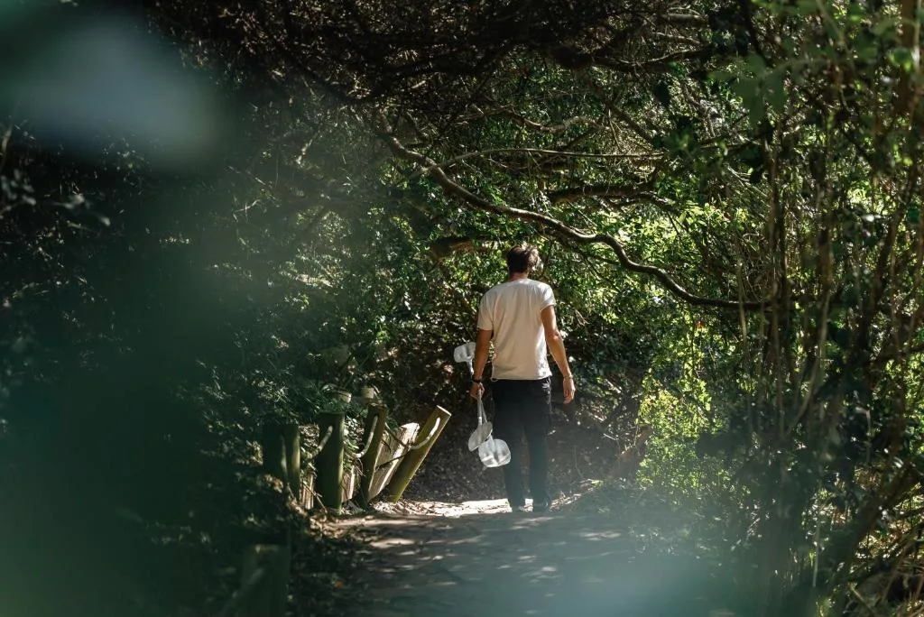 Tree-lined garden pathway with lush green foliage overhead and dappled sunlight