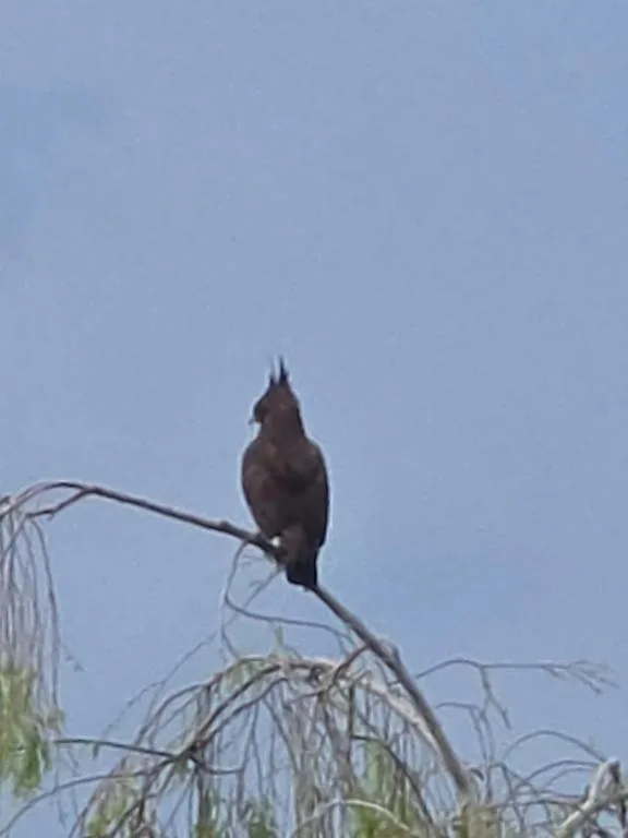 Bird perched on weeping willow branch against clear blue sky