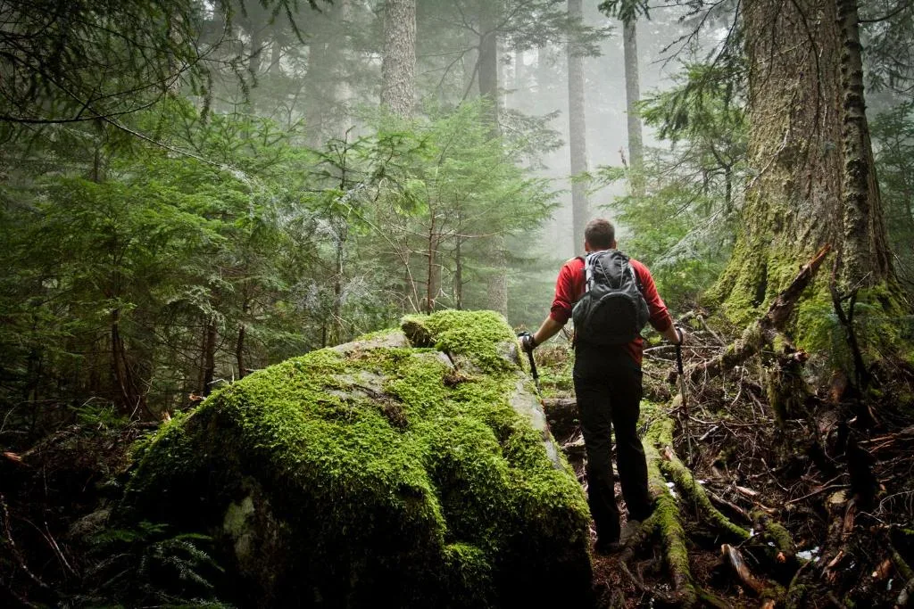 Hiker exploring misty forest trail with moss-covered rocks and tall trees